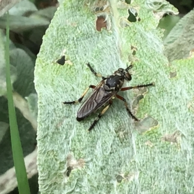 Thereutria amaraca (Spine-legged Robber Fly) at McKellar, ACT - 22 Jan 2022 by Kalay