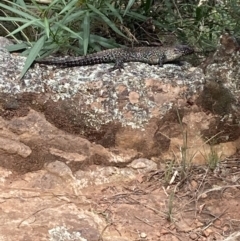 Egernia cunninghami (Cunningham's Skink) at Watson, ACT - 22 Jan 2022 by Kassandra21