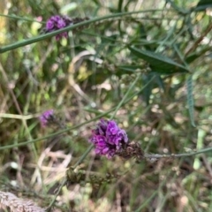 Cullen microcephalum (Dusky Scurf-pea) at Fraser, ACT - 22 Jan 2022 by mcstone