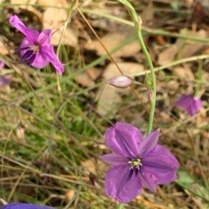 Arthropodium fimbriatum at Fraser, ACT - 22 Jan 2022