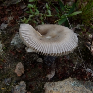 Amanita sp. at Boro, NSW - 19 Jan 2022