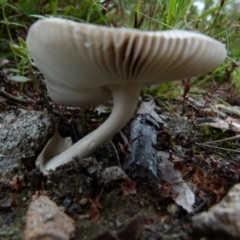 Amanita sp. at Boro, NSW - suppressed