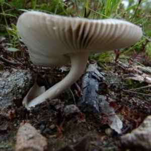 Amanita sp. at Boro, NSW - 19 Jan 2022