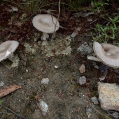 Amanita sp. at Boro, NSW - 19 Jan 2022