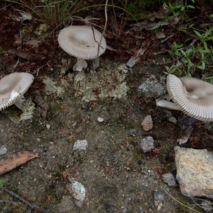 Amanita sp. at Boro, NSW - suppressed