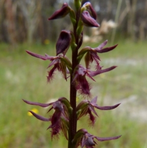 Corunastylis ostrina at Boro, NSW - 19 Jan 2022