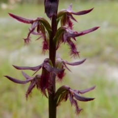 Corunastylis ostrina at Boro, NSW - 19 Jan 2022