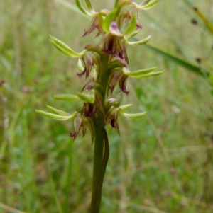 Corunastylis cornuta at Boro, NSW - 19 Jan 2022