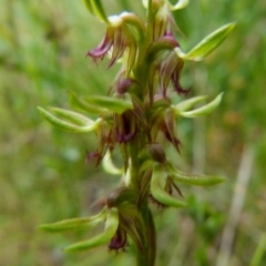 Corunastylis cornuta at Boro, NSW - 19 Jan 2022