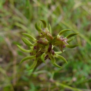 Corunastylis cornuta at Boro, NSW - 19 Jan 2022