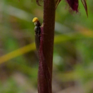 Unidentified at suppressed - 19 Jan 2022