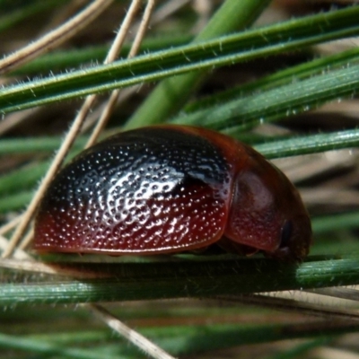 Dicranosterna immaculata (Acacia leaf beetle) at Boro, NSW - 19 Jan 2022 by Paul4K