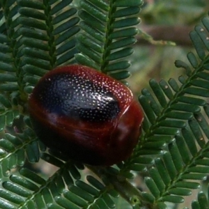 Dicranosterna immaculata at Boro, NSW - 19 Jan 2022