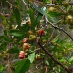Dodonaea viscosa subsp. spatulata at Boro, NSW - 19 Jan 2022