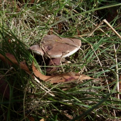 zz bolete at Boro - 19 Jan 2022 by Paul4K