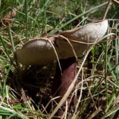 zz bolete at Boro, NSW - 19 Jan 2022