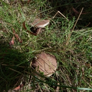 zz bolete at Boro, NSW - 19 Jan 2022