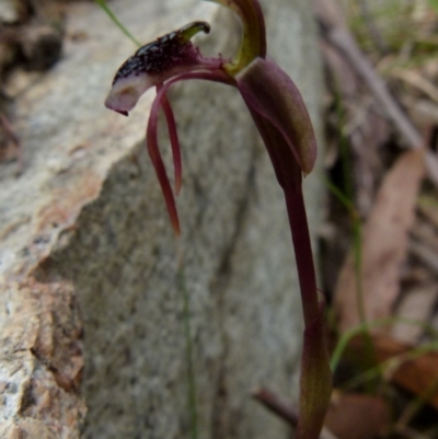 Chiloglottis reflexa (Short-clubbed Wasp Orchid) at Boro - 19 Jan 2022 by Paul4K