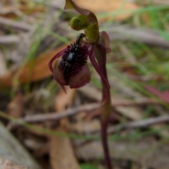 Chiloglottis reflexa at Boro, NSW - suppressed