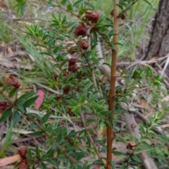 Pultenaea vrolandii (Cupped Bush-Pea) at Boro - 19 Jan 2022 by Paul4K