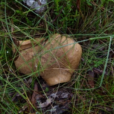 Unidentified Cap on a stem; pores below cap [boletes & stemmed polypores] at Boro - 19 Jan 2022 by Paul4K