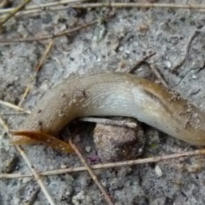 Ambigolimax sp. (valentius and waterstoni) (Striped Field Slug) at Boro, NSW - 20 Jan 2022 by Paul4K