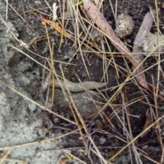 Ambigolimax sp. (valentius and waterstoni) at Boro, NSW - suppressed