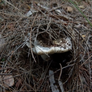 zz agaric (stem; gills white/cream) at Boro, NSW - 20 Jan 2022