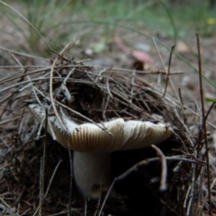 zz agaric (stem; gills white/cream) at Boro, NSW - 20 Jan 2022