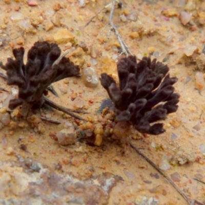 Thelephora 'palmata group' at Boro, NSW - 20 Jan 2022 by Paul4K