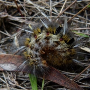 Anthela ocellata at Boro, NSW - suppressed