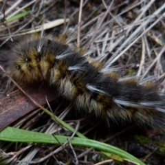 Anthela ocellata at Boro, NSW - suppressed