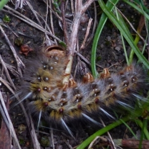 Anthela ocellata at Boro, NSW - suppressed