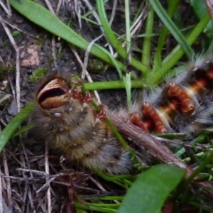 Anthela ocellata at Boro, NSW - suppressed