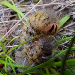 Anthela ocellata at Boro, NSW - suppressed