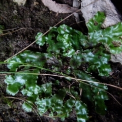 Marchantia sp. (genus) (A Liverwort) at Boro, NSW - 20 Jan 2022 by Paul4K