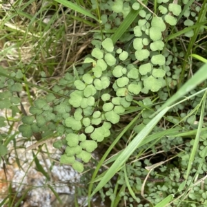 Adiantum aethiopicum at Paddys River, ACT - 21 Jan 2022