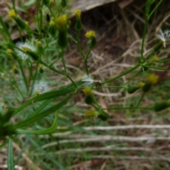 Senecio diaschides (Erect Groundsel) at Boro, NSW - 21 Jan 2022 by Paul4K