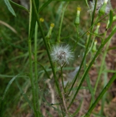 Senecio diaschides at Boro, NSW - 21 Jan 2022