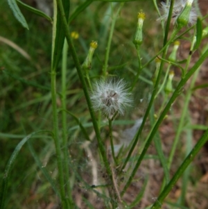 Senecio diaschides at Boro, NSW - 21 Jan 2022