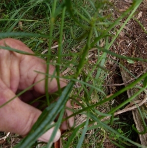 Senecio diaschides at Boro, NSW - 21 Jan 2022