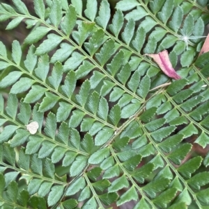 Polystichum proliferum at Paddys River, ACT - 21 Jan 2022