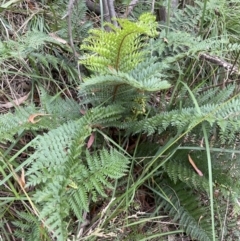 Polystichum proliferum at Paddys River, ACT - 21 Jan 2022