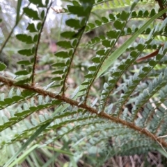 Polystichum proliferum at Paddys River, ACT - 21 Jan 2022