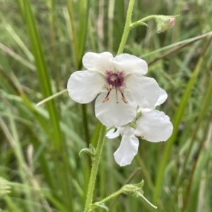 Verbascum blattaria at Paddys River, ACT - 21 Jan 2022