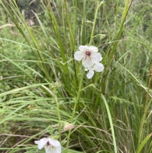 Verbascum blattaria at Paddys River, ACT - 21 Jan 2022 12:17 PM