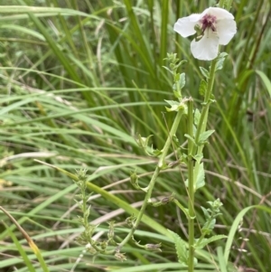 Verbascum blattaria at Paddys River, ACT - 21 Jan 2022 12:17 PM