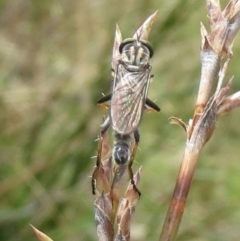 Cerdistus sp. (genus) (Slender Robber Fly) at The Pinnacle - 22 Jan 2022 by sangio7