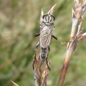 Cerdistus sp. (genus) at Hawker, ACT - 22 Jan 2022