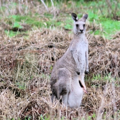 Macropus giganteus (Eastern Grey Kangaroo) at Splitters Creek, NSW - 14 Jan 2022 by KylieWaldon